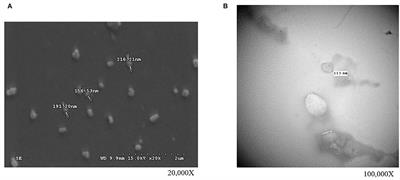 The Exploration of miRNAs From Porcine Fallopian Tube Stem Cells on Porcine Oocytes